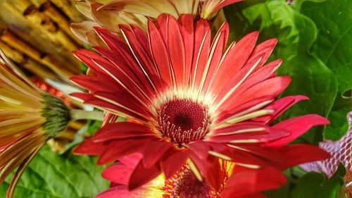 Close-up of red flower