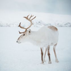 Deer standing on snow covered land