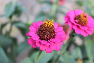 Close-up of pink flower blooming outdoors