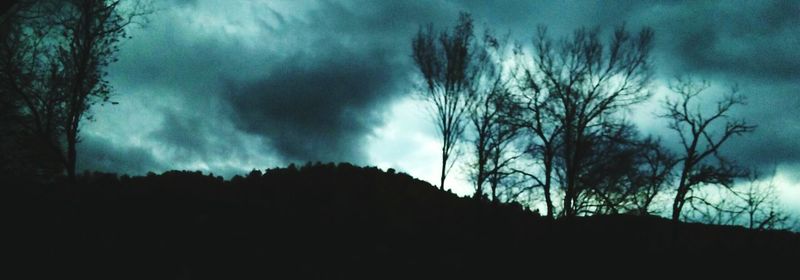 Silhouette of trees at dusk