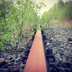 Railroad track amidst trees