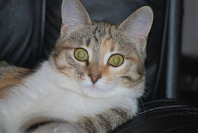 Close-up portrait of tabby cat