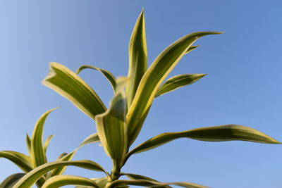 A  green leaf with yellow  border plant in blue  sky  background 