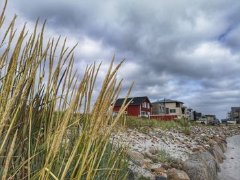 Plants growing outside house on shore against sky