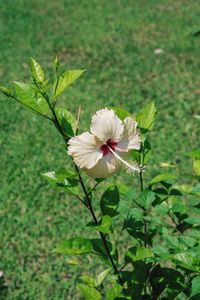 Close-up of flower blooming outdoors