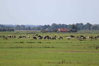 Horses in a field