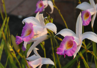 Close-up of pink iris flower