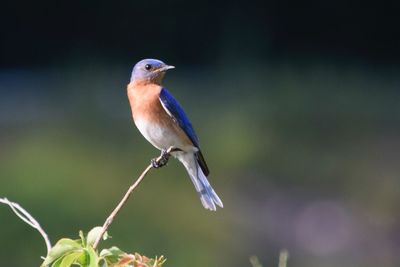 Close-up of bird perching on plant