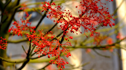 Close-up of red maple leaves on tree