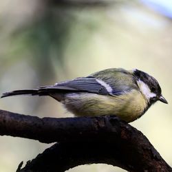 Close-up of bird perching on branch