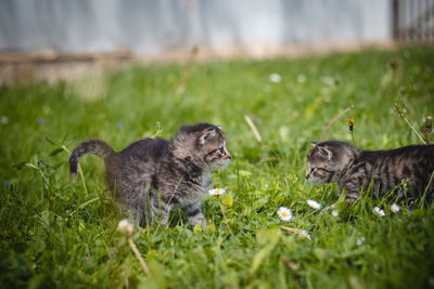 Fuzzy kittens play in garden and frolic madly, jumping over and biting each other. siblings fight