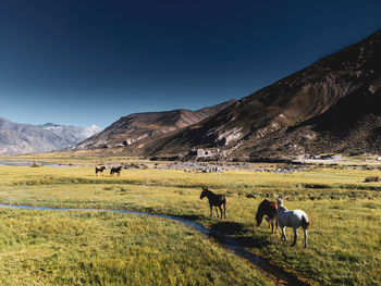 Sheep grazing on field against mountain