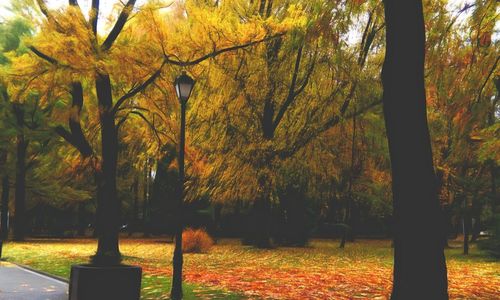 Trees in autumn