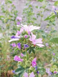 Close-up of pink flowering plant in park