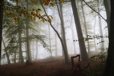 Trees in forest