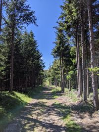 Road amidst trees in forest against clear sky