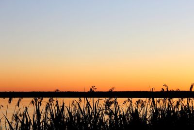 Silhouette plants by lake against clear sky during sunset