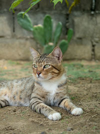 Portrait of cat resting outdoors