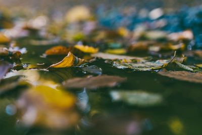 Leaves floating on lake