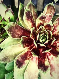 Close-up of succulent plant