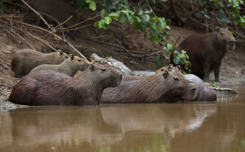 Closeup portrait of family of capybara hydrochoerus hydrochaeris resting and swimming, bolivia.