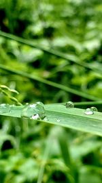 Close-up of raindrops on plant