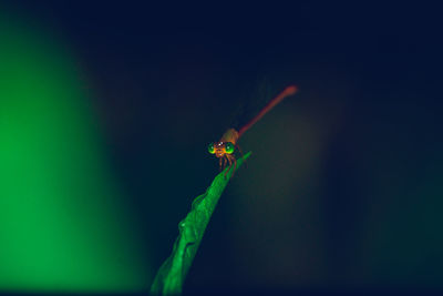 Close-up of insect on leaf