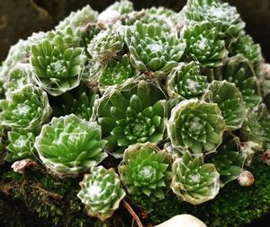 High angle view of succulent plants