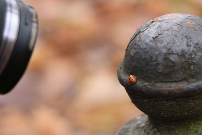 Cropped image of camera photographing ladybug on metal post