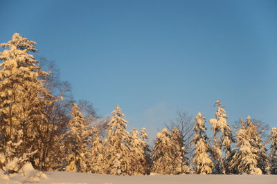 Trees on snow covered land against sky