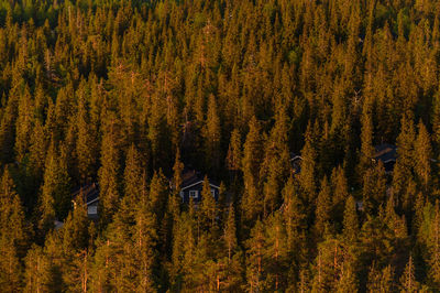 High angle view of trees in forest during the midnight sun in finland. 