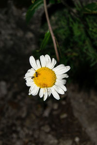 Close-up of white daisy flower