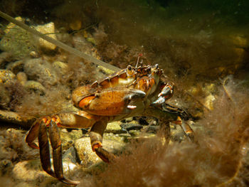 Close-up of crab in sea