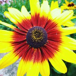 Close-up of yellow flowering plant