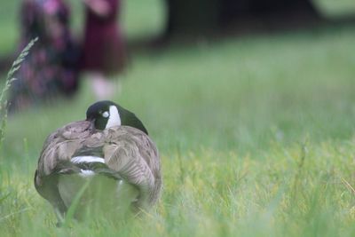 Bird in a field