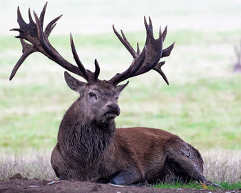 Deer on a field