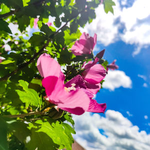 Close-up of pink flowering plant