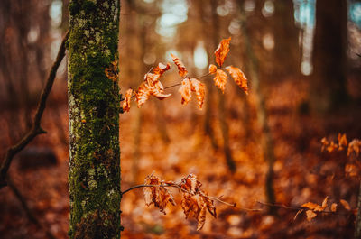 Close-up of autumnal leaves on tree trunk in forest