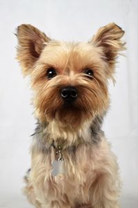Close-up portrait of dog against white background