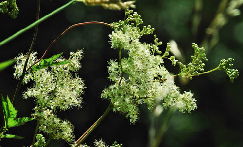 Close-up of flowering plant