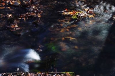 Trees and grass in water