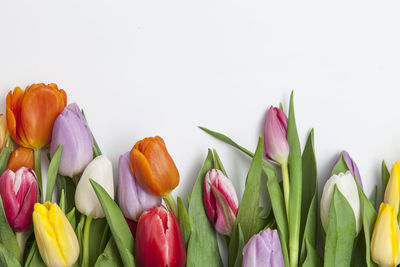 Close-up of multi colored tulips against white background