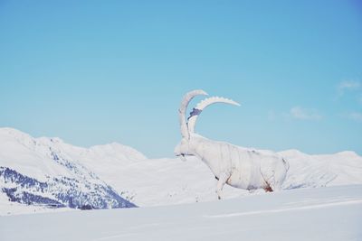 Scenic view of snowcapped mountain against blue sky