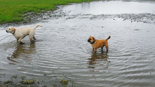 Dog playing in lake
