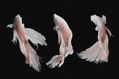 Close-up of fish swimming against black background