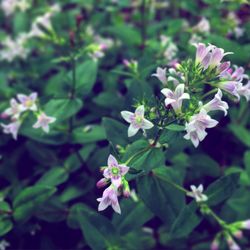 Close-up of pink flowers