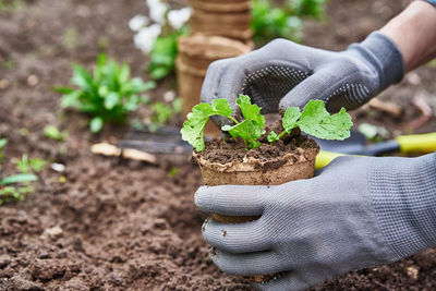 Gardener in gloves planting agricultural plant in pot in backyard garden. spring garden work