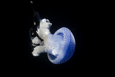 Close-up of jellyfish swimming in sea