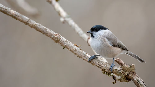 Close-up of bird perching on branch