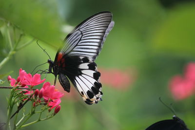 Butterfly pollinating on pink flowers growing outdoors